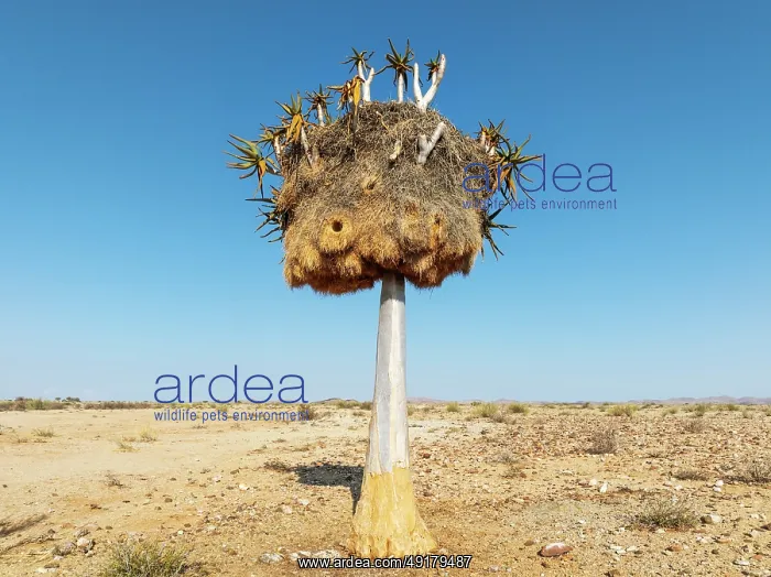 : Quiver Tree (Aloidendron dichotomum) with huge nest of Sociable Weavers (Philetairus socius) : Quiver Tree (Aloidendron dichotomum) with huge nest of Sociable Weavers (Philetairus socius)