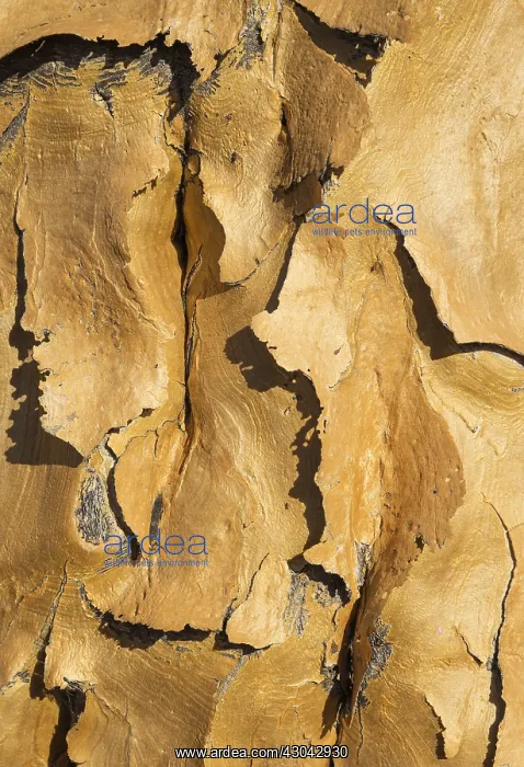 : Quiver tree - detail of the bark - formerly the : Quiver tree - detail of the bark - formerly the