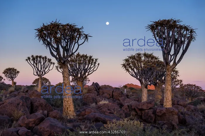 : Quiver tree forest (Aloe dichotoma) at sunset, Ketmanshoop : Quiver tree forest (Aloe dichotoma) at sunset, Ketmanshoop