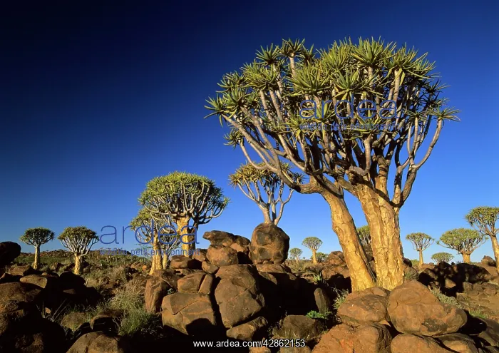 : Quiver tree forest in early morning : Quiver tree forest in early morning