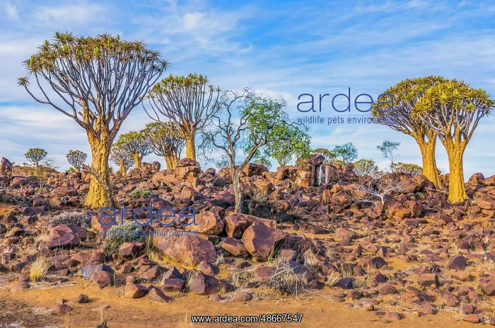 : Quiver Tree Forest, Namibia, Africa. Wide angle landscape : Quiver Tree Forest, Namibia, Africa. Wide angle landscape