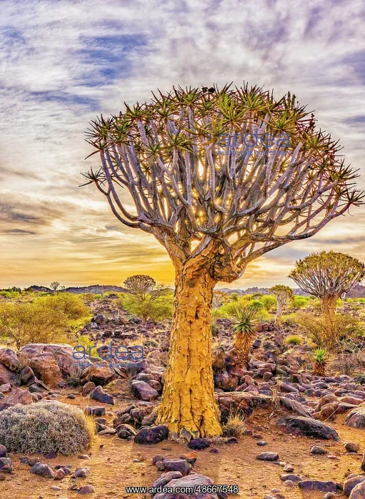 : Quiver Tree Forest, Namibia, Africa. Portrait of quiver : Quiver Tree Forest, Namibia, Africa. Portrait of quiver
