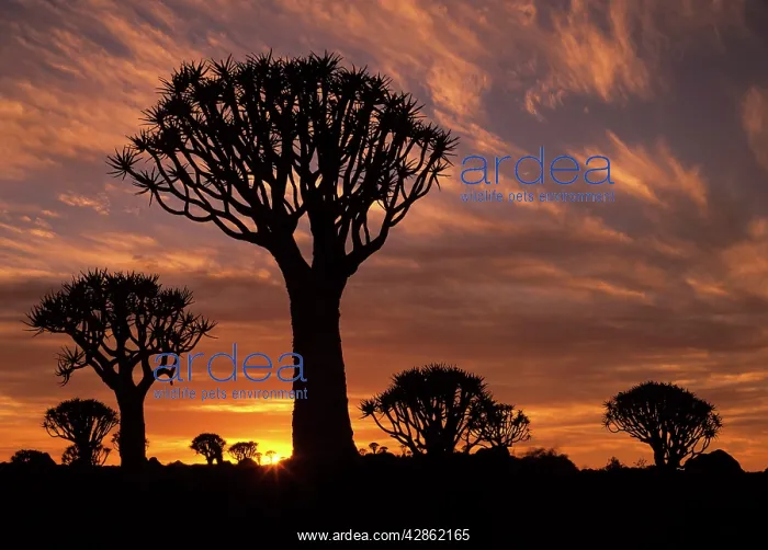 : Quiver tree forest - silhouettes at sunrise with visible sun : Quiver tree forest - silhouettes at sunrise with visible sun