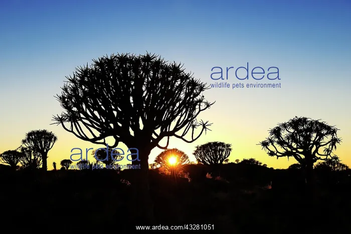 : Quiver tree forest, silhouettes at sunset, Keetmanshoop : Quiver tree forest, silhouettes at sunset, Keetmanshoop