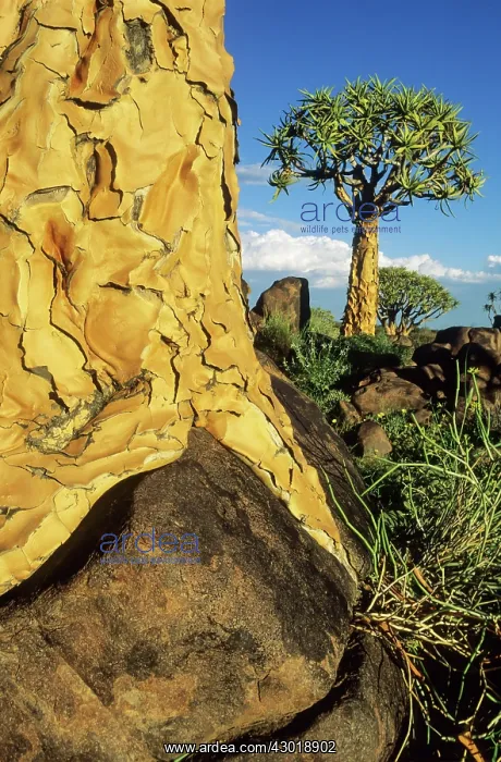 : Quiver Tree grew partially on a rock formerly the : Quiver Tree grew partially on a rock formerly the