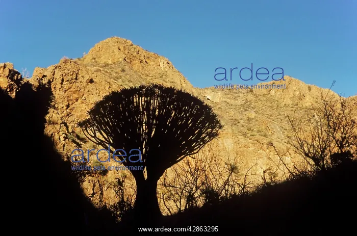 : Quiver Tree - formerly the hollowed out branches : Quiver Tree - formerly the hollowed out branches