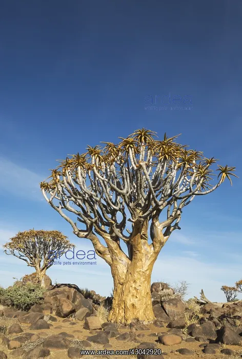 : Quiver tree - formerly the hollowed out branches : Quiver tree - formerly the hollowed out branches