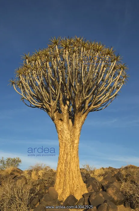 : Quiver tree - formerly the hollowed out branches : Quiver tree - formerly the hollowed out branches