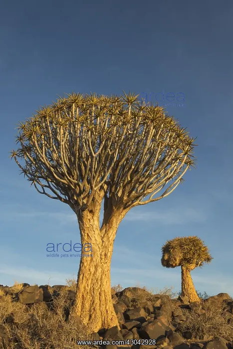 : Quiver tree - formerly the hollowed out branches : Quiver tree - formerly the hollowed out branches