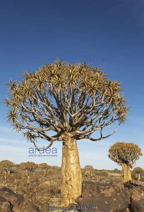 : Quiver tree - formerly the hollowed out branches : Quiver tree - formerly the hollowed out branches
