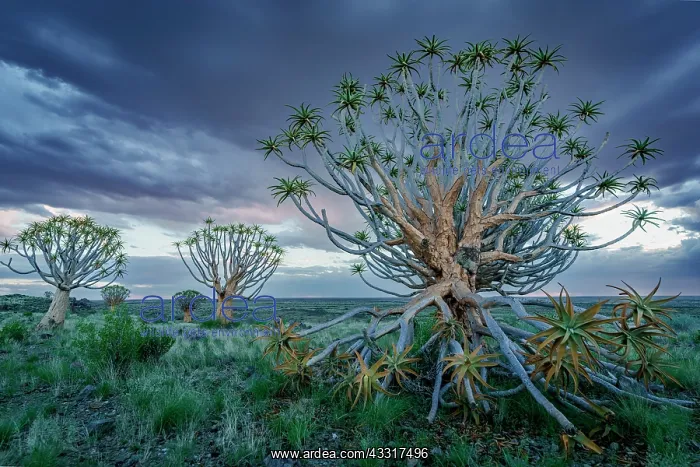 : Quiver tree or kokerboom (Aloidendron dichotomum