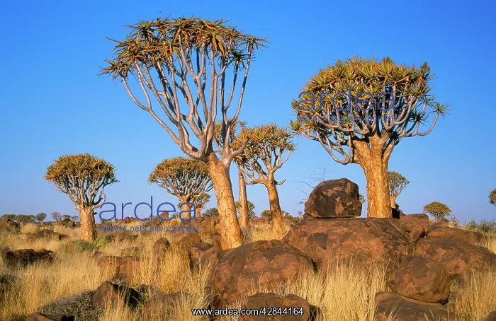 : Quiver Tree - Kokerboom forest : Quiver Tree - Kokerboom forest