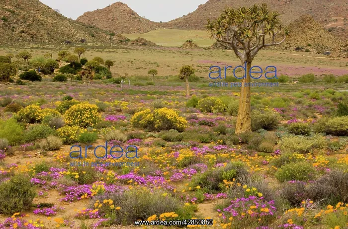 : Quiver tree, Orange Daisies (Tripteris hyoseroides) : Quiver tree, Orange Daisies (Tripteris hyoseroides)