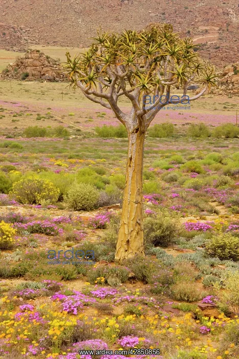 : Quiver tree, Orange Daisies (Tripteris hyoseroides) : Quiver tree, Orange Daisies (Tripteris hyoseroides)