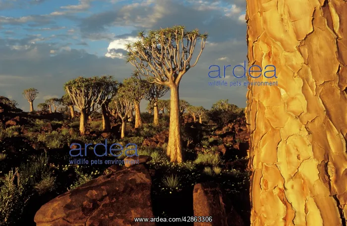 : Quiver Tree - during the rainy season with yellow : Quiver Tree - during the rainy season with yellow