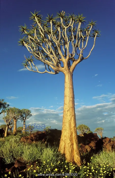 : Quiver Tree - during the rainy season with yellow : Quiver Tree - during the rainy season with yellow