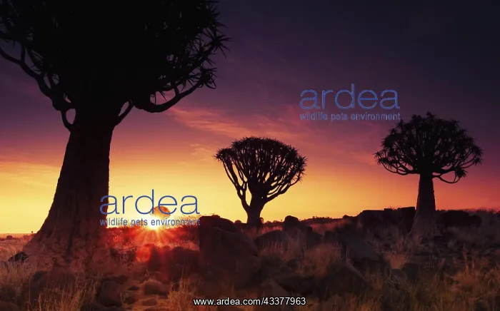 : Quiver trees (Aloe dichotoma), Kokerboom at sunset : Quiver trees (Aloe dichotoma), Kokerboom at sunset