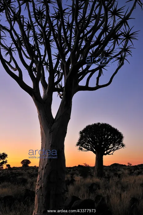 : Quiver trees (Aloe dichotoma), Kokerboom at sunset : Quiver trees (Aloe dichotoma), Kokerboom at sunset