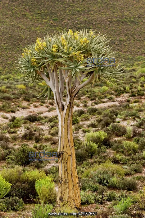 : Quiver Trees - in flower. Namaqualand, South : Quiver Trees - in flower. Namaqualand, South