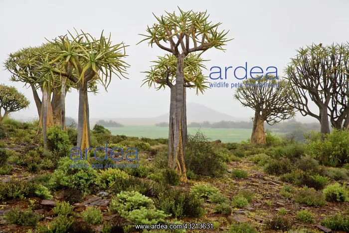 : Quiver Trees near Nieuwvodtville, Northern : Quiver Trees near Nieuwvodtville, Northern