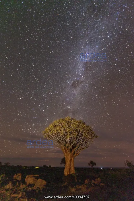 : QUIVERTREE : QUIVERTREE