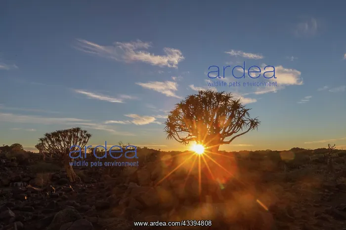 : QUIVERTREE : QUIVERTREE