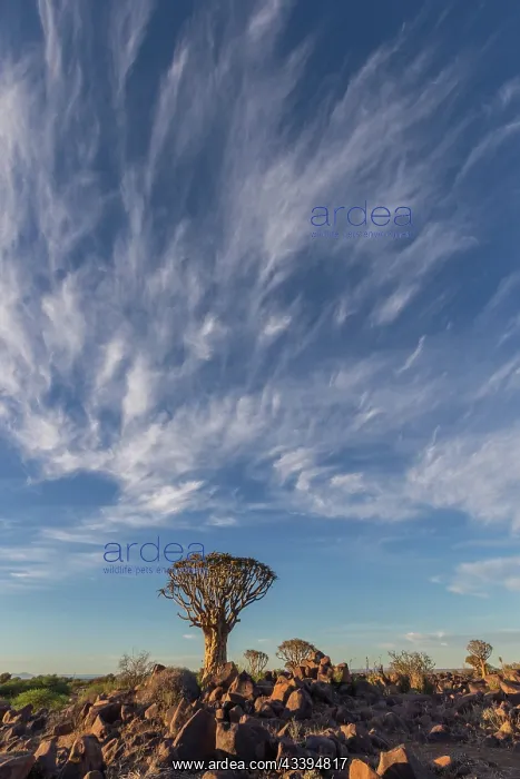: QUIVERTREE : QUIVERTREE