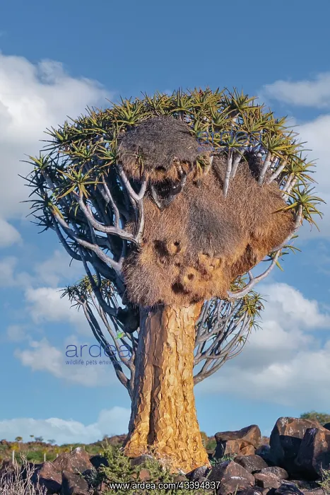 : QUIVERTREE : QUIVERTREE