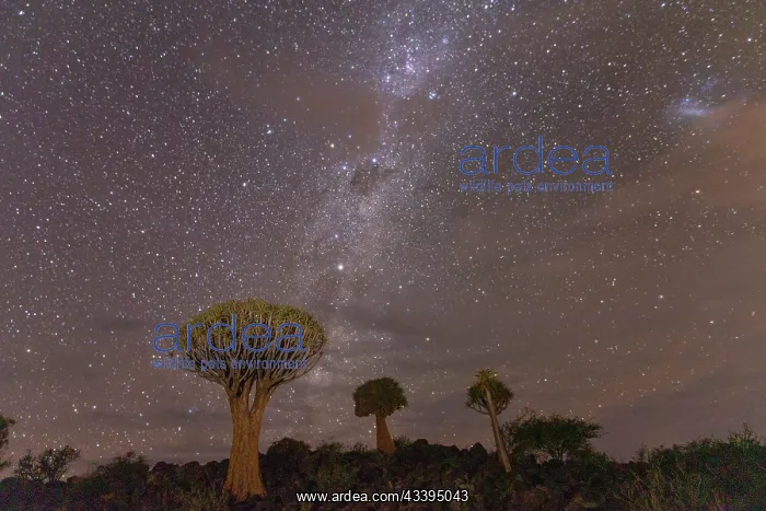 : QUIVERTREE : QUIVERTREE