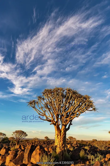 : QUIVERTREE : QUIVERTREE