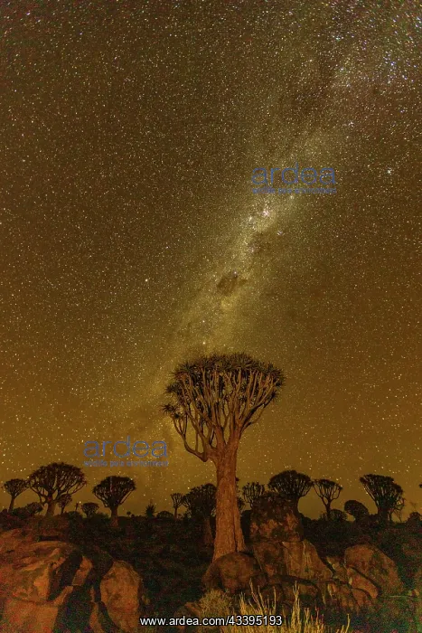 : QUIVERTREE : QUIVERTREE