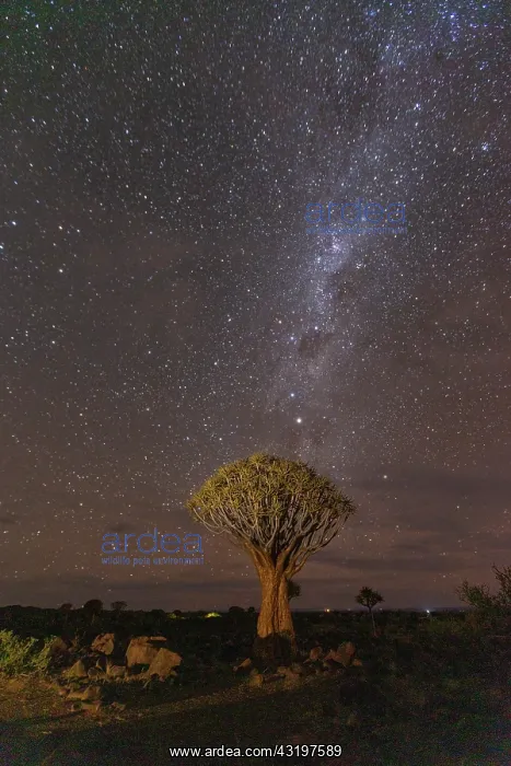 : Quivertree forest or quiver tree (Aloidendron dichotomum) : Quivertree forest or quiver tree (Aloidendron dichotomum)
