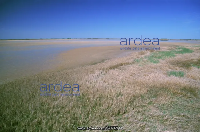 : Quivira National Wildlife Refuge, Kansas : Quivira National Wildlife Refuge, Kansas