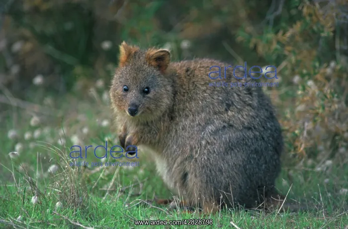 : Quokka (Setonix brachyurus). Western Australia. Endangered species : Quokka (Setonix brachyurus). Western Australia. Endangered species