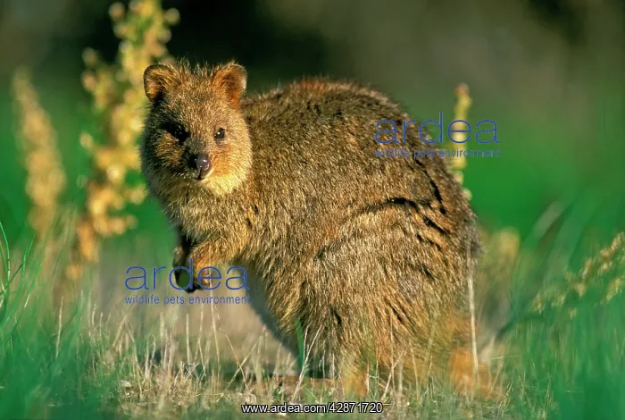 : Quokka (Setonix brachyurus). Rottnest Island, Western Australia : Quokka (Setonix brachyurus). Rottnest Island, Western Australia