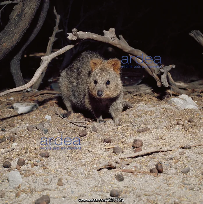 : QUOKKA (Setonix brachyurus) : QUOKKA (Setonix brachyurus)