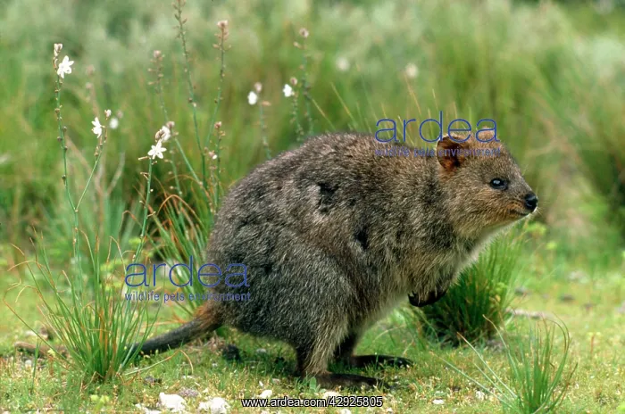 : Quokka (Setonix brachyurus). Rottnest Island, Western Australia : Quokka (Setonix brachyurus). Rottnest Island, Western Australia