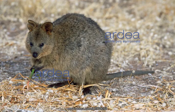 : Quokka. Rotnest Island, Perth, Australia