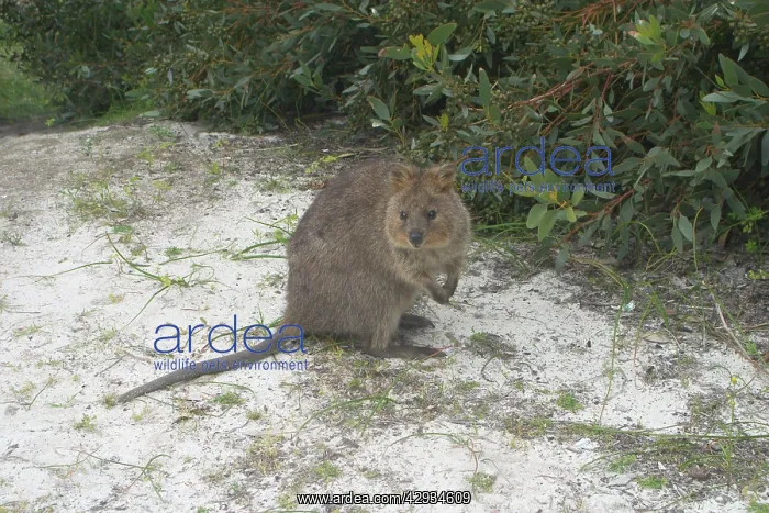 : Quokka (Setonix brachyurus). Australia. This marsupial is endemic to the : Quokka (Setonix brachyurus). Australia. This marsupial is endemic to the