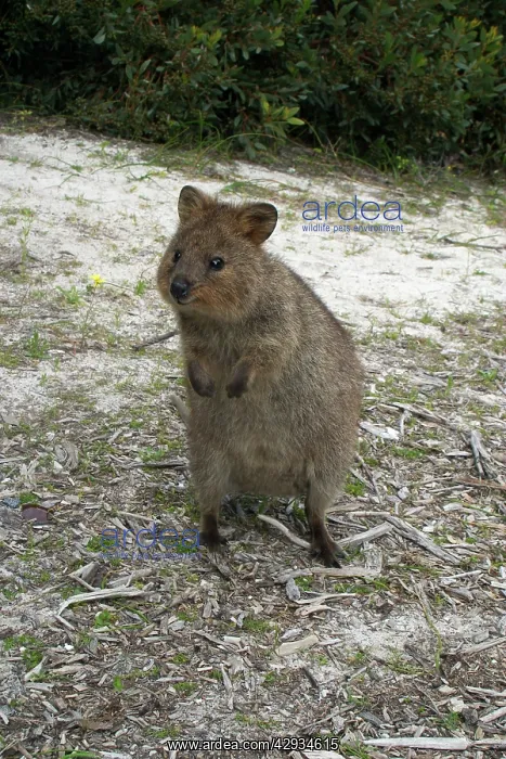 : Quokka (Setonix brachyurus). Australia. This marsupial is endemic to the : Quokka (Setonix brachyurus). Australia. This marsupial is endemic to the