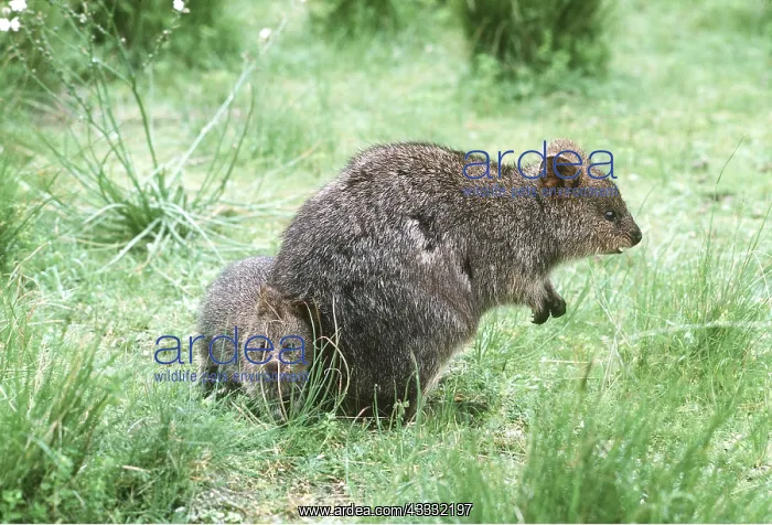 : QUOKKA : QUOKKA