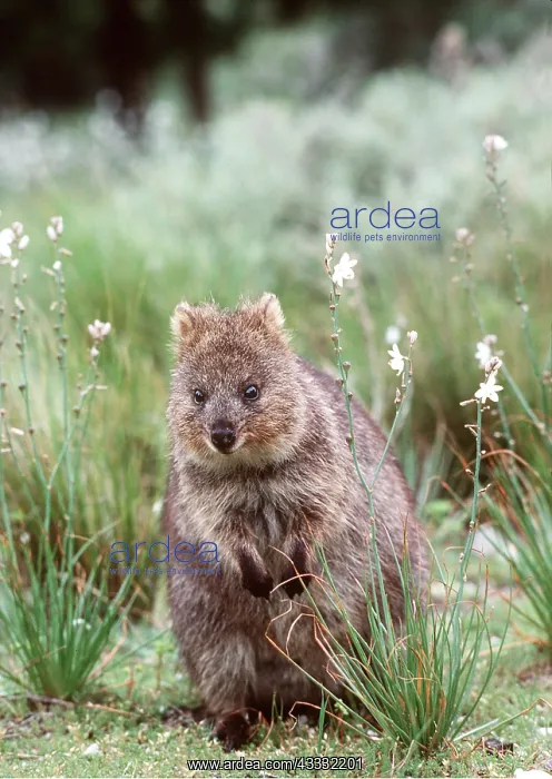 : QUOKKA : QUOKKA