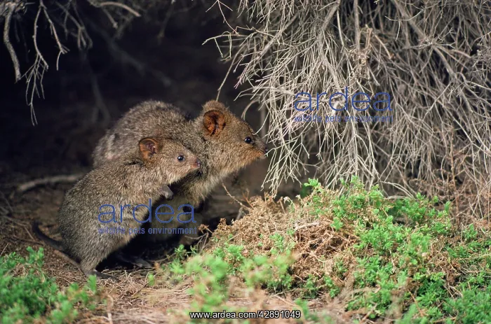 : Quokka - adult and juvenileS : Quokka - adult and juvenileS