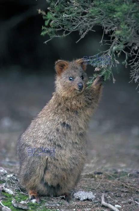 : Quokka - Eating from shrubby bush : Quokka - Eating from shrubby bush