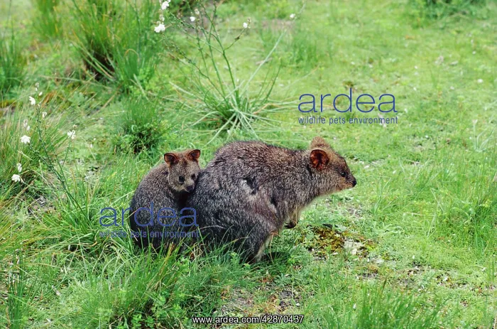 : Quokka - Female and young : Quokka - Female and young