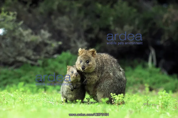 : Quokka - Female and young : Quokka - Female and young