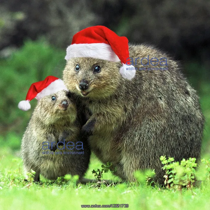 : Quokka - Female and young : Quokka - Female and young