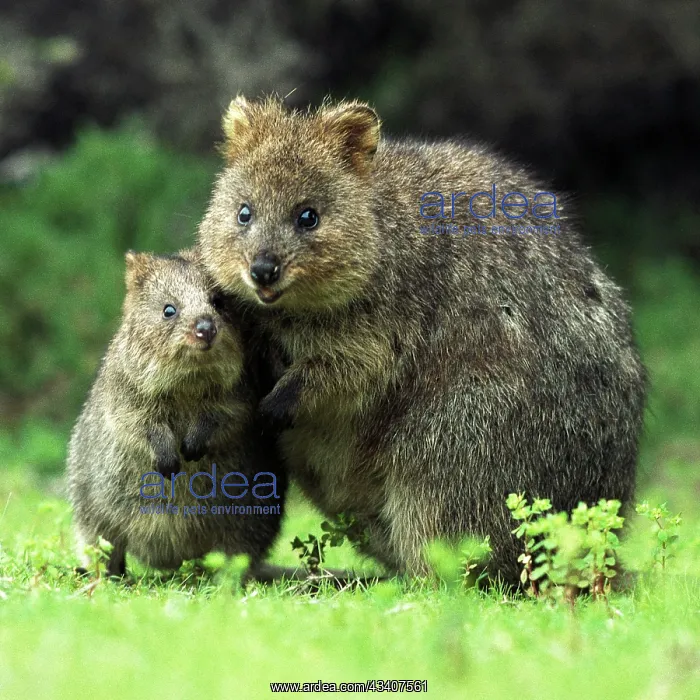 : Quokka - Female and young : Quokka - Female and young