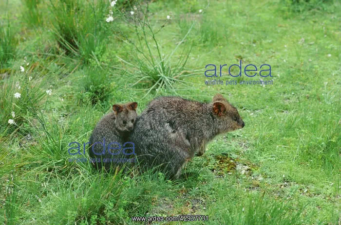 : Quokka (Setonix brachyurus) female and young. Rottnest : Quokka (Setonix brachyurus) female and young. Rottnest