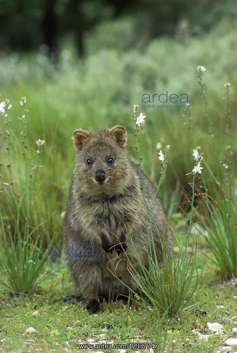 : Quokka (Setonix brachyurus) sitting, looking at : Quokka (Setonix brachyurus) sitting, looking at